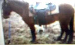 we have a great little mare just turn 3''filly not broke nore papered.lowest we can go is 100.00 and we have a great smart very healthy buckskin stailoin broke green great for trails or western pleasure prospect sound just turned three. least 250.00 or