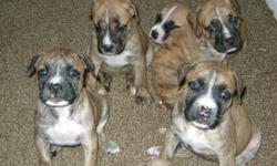 We have 5 brindle females left. Adorable puppies, beautiful markings and they will be big! Mom is 65lbs, Dad is 130lbs+ both on site. Call or text 480-370-5268. We will give first shots when you pick up your puppy.