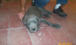 Pure Bred puppies: Italian Mastiff, Cane Corso puppies. 3 months old. blue/grey with blue eyes males and black with brown eye female. Just reduced the price so they will go fast. Father & Mother are both pure bred. Mastiff are very loyal to their owner