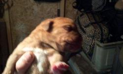 these puppies were born nov. 1st they are half bull half french mastiff great breeds please call for more info. 561-688-4087
