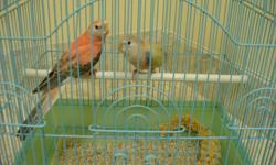 Beautiful, delightful, colorful small birds. They are slightly larger than budgies. The male is a brilliant coral pink, and the female is a mix of pink, yellow, and pale green. Very easy to care for. They are very devoted to one another. They are about 3