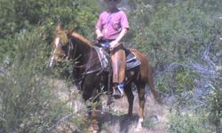 Max is a 6 year old unregistered quarter horse 15.1 hands tall, sorrel in color. He can do anything you ask, he is very willing to learn. He was raised with cows and has been rode in all types of terrain. He is a real solid all around horse, but needs a