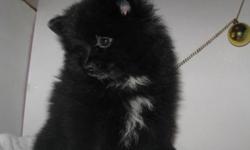 &nbsp; MAX WAS BORN 10/13/12.HE IS A LITTLE&nbsp; SWEET BOY. LOVES PEOPLE ?LOVE TO ALL THE ATTENTION HE CAN GET.&nbsp; HE IS PACKED FULL OF PERSONALITY. YOU CAN SEE IT DANCING IN HIS&nbsp; EYES!
&nbsp; HIS FATHER IS A 5 POUND CKC POM. MOM IS A BLACK AND