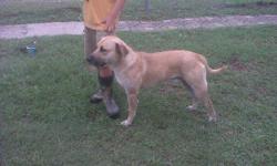 Black Mouth Cur male maybe 2 ys old great dog loves people housebroken great protection