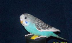 Have 7 baby parakeets 1-blue,4-green and 2-yellow will be $10ea.
Have hen on a nest, had five eggs so far three have hatched. Will keep you posted as to colors(male is all white albino female is all yellow lutino)
Also sell meal worms have thousands