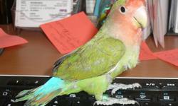 Peached face Lovebird, peach around face, cheeks and top of head. Green on wings and body, turquoise blue on Rump. Spots of orange on tail. 16 weeks old. Hand raised and tamed.
