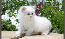 Hi, my name is Baby Beluga and I am a Lilac Bi-Color Point male Himalayan. I was born on 4/23/2011. Look at my icy blue eyes & darling white booties!
If you are interested in finding out more about me or are interested in bringing me to your home, please