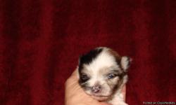 THIS LITTLE GIRL WAS BORN ON 1/25/11 AND WILL COME WITH CKC PAPERS AND A HEALTH CERT. SHE IS FROM A MERLE SABLE MOM WITH ONE BLUE EYE. MOM IS 4 1/2 LBS AND HAD A LITTER OF THREE.. THIS BABY HAS BEAUTIFUL MARKINGS.. AND IS GOING TO BE SMALL LIKE MOM.. HER