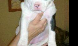 Merle Pit Bull Puppies 2 girls & 1 boy; female white w/ blue merle $300, female white w/champagne merle w/blue eyes $250, male brown w/a little white $200. They are alomst 5 weeks old today so not quite ready to go to new homes yet so taking deposits.