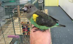 Meyer's Parrot for sale with large, dark green cage. Wings and nails recently clipped. She (?) doesn't talk, but mimics noises very well. Loves to be handled and is very sweet. She was hatched December 2009. "Hatch certificate" included.