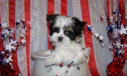 My name is Kari McMullen, I am from central Illinois, and I have a beautiful, long-coat female Mi-Ki for sale. She was born May 2, 2011
We raise healthy, happy, and extremely well socialized puppies. When our puppies are ready to go to their new home,