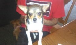 we have a adoreable 7 month old chihuahua that needs a home as soon as possible. shes great with other dogs, big or small. she has a rare color combo, black and tan with white. shes up to date on shots. shes house trained and loves to cuddle. please