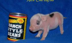 Micro Mini Pot Belly Piglets for sale in Texas, prices are currently $400 and up.
We have some of the lowest prices in the country for our tiny pigs! Not every piglet is the same, so neither are their prices- we want everyone to be able to afford the joy