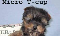 RARE!! Super tiny Mirco Teacup Yorkie drop dead gorgeous. This little guy is a tiger, he has no idea he is so small. Tons of personality , he makes me laugh. You will be crazy about him and the talk of the town. He is very cuddly and snuggles on my neck