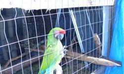 Pair of green and gold Military MaCaws, 6 years old, male and female, must be sold together, talkative, but hard to handle unless you know what you are doing