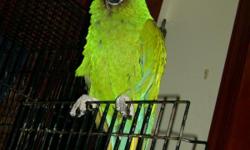 dpair of bonded military MaCaws both freindly&nbsp; might have to seperate call if&nbsp; interested in 1 or 2