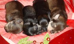 Registered/registerable, Current vaccinations, Health guarantee
These would make the perfect New Year's Resolution. Add a new member to the family for the year 2011. We have 4 outstanding puppies from this breeding. There are 2 liver/tan/peppers 1 Male &
