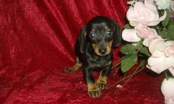 Black and tan males and females, short hair, registered have their shots and worming up to date started with potty training. call 229-649-4407 or e-mail thepetzs@windstream.net