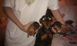 4 real cute Min Pin Puppies in need of a good home. Real good with kids, family and other pets (dogs & cats). A rehoming fee of $100.00 for each one. They are so very lovable. East side of Columbus, Ohio. Please call [614] 596-8720. They have had their