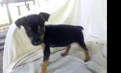i have a of black and tan femal min pin puppy very good dog current on vacc and has been dewormed for more info please call me at 256-572-5552 or 256-572-9993