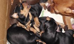 Male puppies Born 2/10/11
Black/Tan markings
Tails ans Dewclaws Done
Wormed and First Shots
Full Blooded no papers
Good with kids