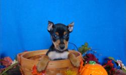 1 Male Min Pin born on 8-21-10. UTD on all shots and comes with heatlh warranty.
CHECKS AND CREDIT CARDS ACCEPTED!
For More Info
Call: 414-418-6073