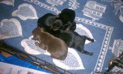 9/18/11:
CKC registered, 8 pups from two litters (two pups already SOLD) born 9/8 and 9/13. Black/Tan and Chocolate/Tan available - 2 Females (BOTH SOLD) and 6 Males (one sold). Tails docked, dew claws removed. Will have first two puppy shots and