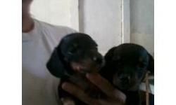 I have a cute litter black and tans some have some white markings with cute spots. I do have the parents and they are ckc reg. They are small.Ready to go.They have been wormed already several times.I start this at 2weeks old.Very sweet i only have 2 left