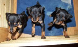 Miniature pinscher puppies born 8/18/2011. Black/tan coloration, 2 female - 1 male. Tails and Dewclaws have already been done. Puppies will have 1st shots , microchip can be provided for additional cost at time of first shots. Puppies will be ready after