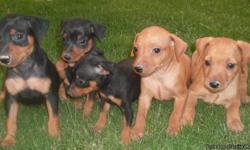 Min Pins AKC 10 weeks old 1st shots,dewormed,tails and dews done
1 red male and 2 black and tan females
call 520-313-9527 or 520-313-9742