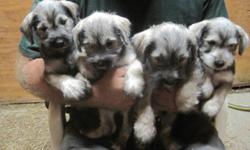 I have a litter of MINATURE SCHNAUZER puppies for sale. They are CKC Registered, have had their first set of shots and regular worming. They are NON-SHEDDING, great for people with allergies. I have only FEMALES left, they are salt and pepper. The puppies