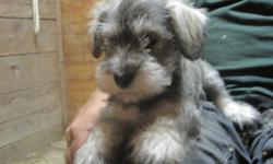 I have a new litter of MINATURE SCHNAUZER PUPPIES for sale. They are CKC Registered. They have had their first set of shots and regular worming. I have only females left, they are salt and pepper color, NON-SHEDDING, great for people with allergies. If