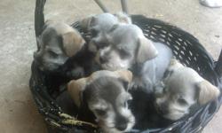 Cute Minature Schnauzer puppies for sale. Will be 7 weeks old Friday, Sept.23rd. Tails docked and dew claws removed, have had their first set of shots.. Full blood Schnauzers, have both parents but did not register mother....Four Females and One male. Too