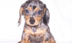 We have Quality CKC Reg. Mini-Dachshund puppies. One Black & Tan(Silver) Dapple F and One Black & Tan F. All puppies are Pad Trained, well socialized, and health checked. I will be at the Mobile Flea Market on Sat. July 30th only!! Row A booth #279. If