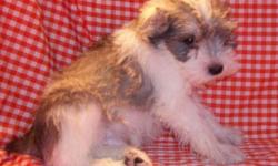 Pretty Schnauer; (8) Weeks Old; Up To Date Shots And Deworming; Pedigree Papers; Pups Weight Only (2-Lbs); Males And Females;(AKC) Registration; Florida Health Certificate; Microchip With Pups ID; Gorgeous Colors And Coat; Private Breeder; Home Grown; (1)