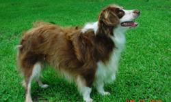 I have the most beautiful intact red tri Mini Australian Shepherd male for sale. He is 2 1/2 yrs old, weighs 30 lbs and is 16 inches tall. I hate to sell him but he is too big for my female so if you need new blood in your breeding program or just need a