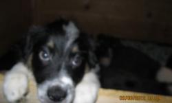 1 male blue merle with one blue eye
1 red merle with blue eye female
2 male tri black&nbsp;
1 female black tri
1 male tri brown
15-17 inches tall about 20-30 pounds
1 shots reg wormed tails docked drew claws removed
&nbsp;
call --