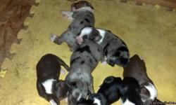 2 blue Merle's 1 male and 1 female, 2 black tris 1 male and 1 female, and 1 red tri female. Mom papered dad purebred toy Aussie call Cheyl 596-4800 ready Labor Day
