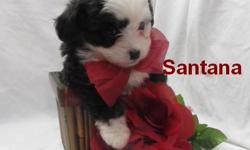 1 Male Mini Aussiedoodle (Mini Australian Shepard/Toy Poodle) born on 2-10-11. UTD on shots and comes with a health warranty.
For More Info
Call/Text: 262-994-3007Â­
** MicrochippedÂ­
** Credit Cards Accepted (Visa/MasterCardÂ­Â­Â­Â­)
*Â­Â­* Financing Available