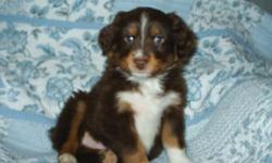Beautiful mini Aussie's, 8 wks. Red-tri's (one with blue eyes) and Black-tri's. Both male and female are still available. So smart, so cute and ready for their forever homes. Call for more pics and details. 561-848-2513