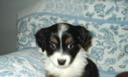 Beautiful mini Aussie's, 8 wks old. Red-tri's (one with blue eyes) and Black-tri's. Both male and female in both colors are still available. So smart, so cute and ready for their forever homes. Call for more pics and details. 970-460-7218