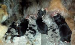 Litter born march 15, 2011
my 14" Blue merle female bred to my 15" black tri male with one blue eye had a litter of 6 puppies
I have 3 blue merles and 3 black tri's - one blue female and 1 black female and the rest are boys.
this litter will be registered
