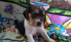 ~~~SALE! SALE~ was 500. ea~~~~
I have 3 beautiful miniature beagle puppies for sale in Iowa. All are APRI registered,Vet checked, shots/dewormed.Purebred mini beagles, all will be under 13"- we are now accepting deposits to reserve your puppy. please