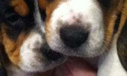 Tri-colored Beagle Puppies! DRA registered, under 13", 7 weeks old, 2 males, Vet checked/dewormed/first shots, parents on premise, Call if interested (561)493-2840 or (561)493-2840
