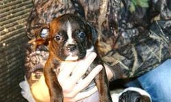 Can text pictures 5 left. Brindle and white Solid brindles Come pick ur's out
