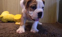 Male Mini Bulldog born April 2, 2011. Loves to play, play, and play. Reasonable delivery soon to your area. We also have other English Bulldog mixes.