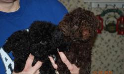 There are 4 CKC registered Mini F1B Labradoodle puppies. There is 1 chocolate male, 1 black female and 2 black males. Puppies are hypoallergenic. They have been vet checked, wormed and have had their first shots. I own both the parents. The mother is a F1