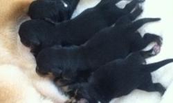 I have blk/tan female puppies that will be ready for new homes by 05/21/11