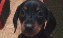 Black and Tan 7 week old mini dachshund for sale 125 call or text anytime