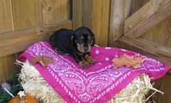 I have 1 female mini dachshund pupppy left! Born 10/16/10! She has been vet checked, wormed, and 1st and 2nd set of shot CKC. She is a black/silver dapple, short hair. Raised in my home with lots of love. Mom is CKC and Dad is AKC/CKC! I can e-mail more